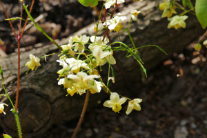 Epimedium Youngianum Niveum      